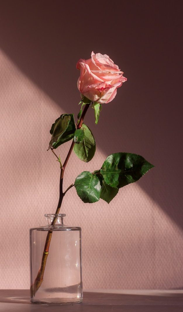 Logos von proSenio Pflegebox und deine Pflege* Hausnotruf...alles andere löschen